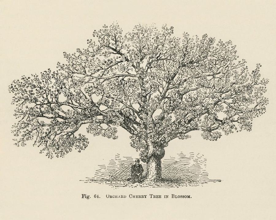 Nineteenth-century engraving of a broad orchard cherry tree in full blossom, a figure resting beneath it