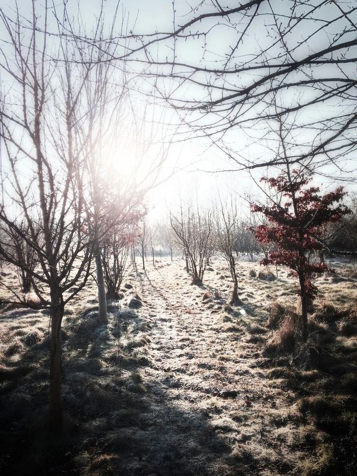 Low winter sun flaring through bare orchard trees over frosted grass