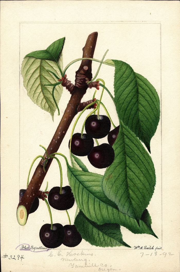 Antique watercolour of a cherry branch heavy with near-black fruit and deep green leaves