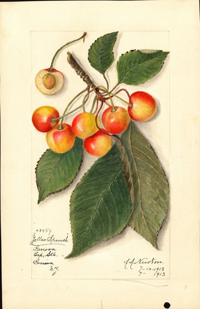 Watercolour of seven blush cherries hanging from a dark twig among broad leaves