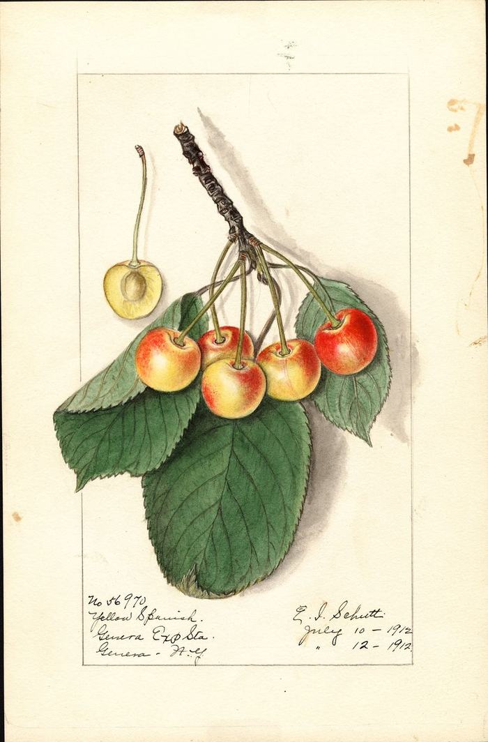 Watercolour of blush-yellow cherries on the stem, one cut open to the stone